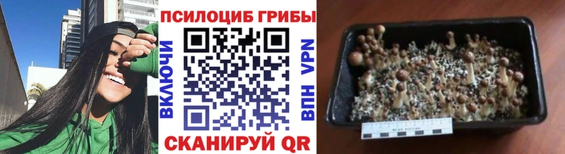 цена наркотик  кракен ССЫЛКА  Псилоцибиновые грибы ЛСД  Верхняя Пышма 